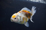 Yuan Bao Oranda  Kirin 4.5 Inch (ID#1108Yb8a-57) Free2Day SHIPPING