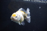 Yuan Bao Oranda  Kirin 4.5 Inch (ID#1108Yb8a-57) Free2Day SHIPPING