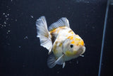 Yuan Bao Oranda  Kirin 4.5 Inch (ID#1108Yb8a-57) Free2Day SHIPPING