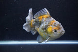 Yuan Bao Oranda  Kirin 5 Inch (ID#1112Yb10b-57) Free2Day SHIPPING