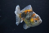 Yuan Bao Oranda  Kirin 5 Inch (ID#1112Yb10b-57) Free2Day SHIPPING