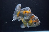 Yuan Bao Oranda  Kirin 5 Inch (ID#1112Yb10b-57) Free2Day SHIPPING