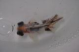 Butterfly  Calico 3 Inch (ID#1224B8b-42) Free2Day SHIPPING