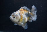 Yuan Bao Oranda  Kirin 5 Inch (ID#1112Yb10b-57) Free2Day SHIPPING