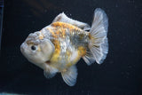 Yuan Bao Oranda  Kirin 5 Inch (ID#1112Yb10b-57) Free2Day SHIPPING