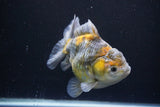 Yuan Bao Oranda  Kirin 5 Inch (ID#1112Yb10b-57) Free2Day SHIPPING