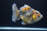 Yuan Bao Oranda  Kirin 5 Inch (ID#1112Yb10b-57) Free2Day SHIPPING