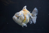 Yuan Bao Oranda  Kirin 5 Inch (ID#1112Yb10b-57) Free2Day SHIPPING