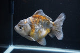 Yuan Bao Oranda  Kirin 5 Inch (ID#1112Yb10b-57) Free2Day SHIPPING