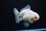 Yuan Bao Oranda  Calico 4.5 Inch (ID#1112Yb10b-58) Free2Day SHIPPING