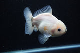 Yuan Bao Oranda  Calico 4.5 Inch (ID#1112Yb10b-58) Free2Day SHIPPING