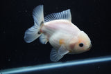 Yuan Bao Oranda  Calico 4.5 Inch (ID#1112Yb10b-58) Free2Day SHIPPING