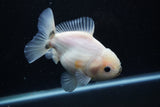 Yuan Bao Oranda  Calico 4.5 Inch (ID#1112Yb10b-58) Free2Day SHIPPING