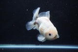 Yuan Bao Oranda  Calico 4.5 Inch (ID#1112Yb10b-58) Free2Day SHIPPING