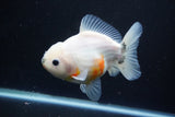 Yuan Bao Oranda  Calico 4.5 Inch (ID#1112Yb10b-58) Free2Day SHIPPING