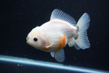 Yuan Bao Oranda  Calico 4.5 Inch (ID#1112Yb10b-58) Free2Day SHIPPING