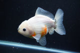 Yuan Bao Oranda  Calico 4.5 Inch (ID#1112Yb10b-58) Free2Day SHIPPING