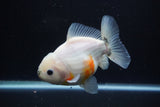 Yuan Bao Oranda  Calico 4.5 Inch (ID#1112Yb10b-58) Free2Day SHIPPING