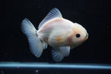 Yuan Bao Oranda  Calico 4.5 Inch (ID#1112Yb10b-58) Free2Day SHIPPING