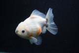 Yuan Bao Oranda  Calico 4.5 Inch (ID#1112Yb10b-58) Free2Day SHIPPING