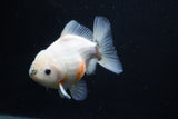 Yuan Bao Oranda  Calico 4.5 Inch (ID#1112Yb10b-58) Free2Day SHIPPING