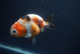 Milk Cow Ranchu  Calico 4 Inch (ID#1004R9a-66) Free2Day SHIPPING