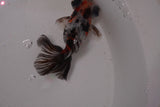 Butterfly  Calico 3.5 Inch (ID#1220B8b-46) Free2Day SHIPPING