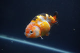 Milk Cow Ranchu  Calico 3.5 Inch (ID#1008R9a-60) Free2Day SHIPPING