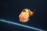 Milk Cow Ranchu  Calico 3.5 Inch (ID#1008R9a-60) Free2Day SHIPPING