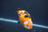 Milk Cow Ranchu  Calico 3.5 Inch (ID#1008R9a-60) Free2Day SHIPPING