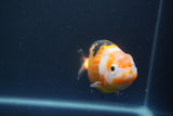 Milk Cow Ranchu  Calico 3.5 Inch (ID#1008R9a-60) Free2Day SHIPPING