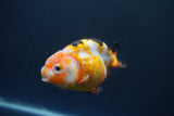 Milk Cow Ranchu  Calico 3.5 Inch (ID#1008R9a-60) Free2Day SHIPPING