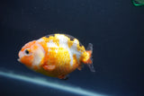 Milk Cow Ranchu  Calico 3.5 Inch (ID#1008R9a-60) Free2Day SHIPPING