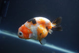 Milk Cow Ranchu  Calico 4 Inch (ID#1004R9a-66) Free2Day SHIPPING