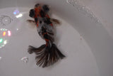 Butterfly  Calico 3.5 Inch (ID#1220B8b-46) Free2Day SHIPPING