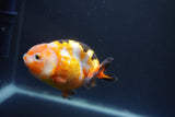 Milk Cow Ranchu  Calico 3.5 Inch (ID#1008R9a-60) Free2Day SHIPPING