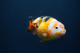 Milk Cow Ranchu  Calico 3.5 Inch (ID#1008R9a-60) Free2Day SHIPPING