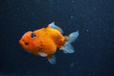 Yuan Bao Oranda  Calico 3.5 Inch (ID#1210To10b-79) Free2Day SHIPPING