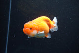 Lionchu  Red White 4 Inch (ID#1108R12b-101) Free2Day SHIPPING