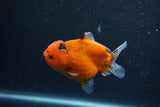 Yuan Bao Oranda  Calico 3.5 Inch (ID#1210To10b-79) Free2Day SHIPPING