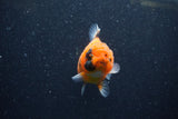 Yuan Bao Oranda  Calico 3.5 Inch (ID#1210To10b-79) Free2Day SHIPPING