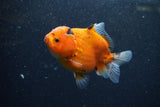 Yuan Bao Oranda  Calico 3.5 Inch (ID#1210To10b-79) Free2Day SHIPPING