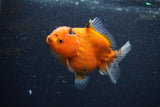 Yuan Bao Oranda  Calico 3.5 Inch (ID#1210To10b-79) Free2Day SHIPPING