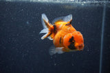 Yuan Bao Oranda  Calico 3.5 Inch (ID#1210To10b-79) Free2Day SHIPPING