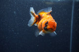 Yuan Bao Oranda  Calico 3.5 Inch (ID#1210To10b-79) Free2Day SHIPPING