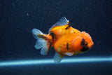 Yuan Bao Oranda  Calico 3.5 Inch (ID#1210To10b-79) Free2Day SHIPPING