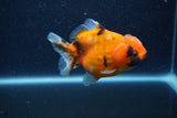 Yuan Bao Oranda  Calico 3.5 Inch (ID#1210To10b-79) Free2Day SHIPPING