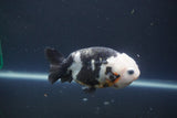 Milk Cow Ranchu  Calico 4 Inch (ID#1008R9a-62) Free2Day SHIPPING