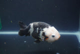 Milk Cow Ranchu  Calico 4 Inch (ID#1008R9a-62) Free2Day SHIPPING