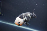 Milk Cow Ranchu  Calico 4 Inch (ID#1008R9a-62) Free2Day SHIPPING